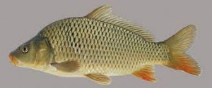 Common Carp Fish from India